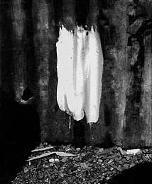 DAVID HOWARD PRINT